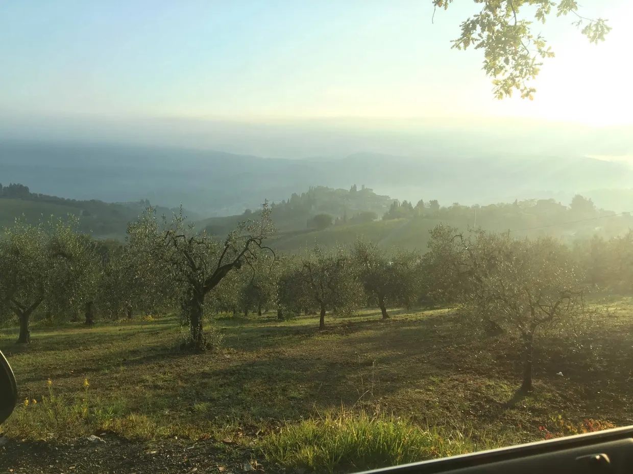 Rolling Chianti hills covered in vineyards bathed in golden afternoon light